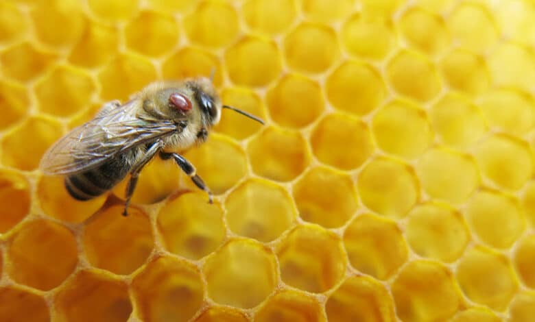 Un dispositivo detecta y cuenta las abejas que albergan un parásito peligroso
