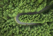 La restauración masiva de bosques podría frenar considerablemente el calentamiento global