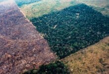 La situación actual amenaza a miles de especies de árboles amazónicos