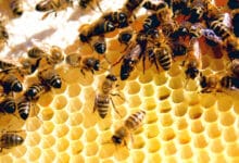 Las abejas y las avispas idearon el mismo ingenioso truco matemático para construir nidos
