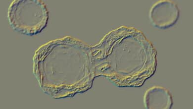 Las células madre pueden ayudar a construir órganos cultivados en laboratorio que imiten la vida real