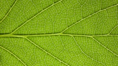 Las 'hojas' solares de alta tecnología crean combustibles verdes a partir del sol