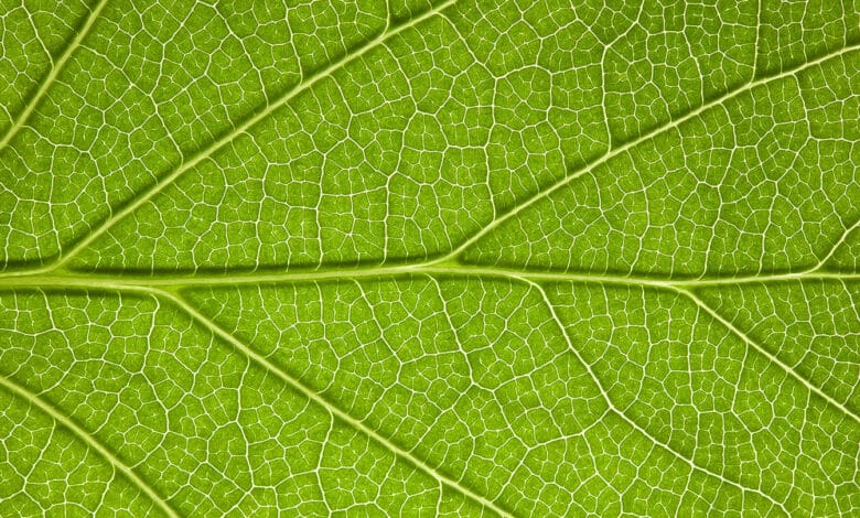 Las 'hojas' solares de alta tecnología crean combustibles verdes a partir del sol