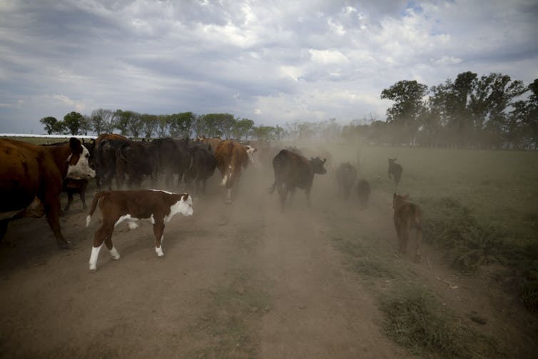 El ganado cruza un camino de tierra con árboles y pastizales al fondo.