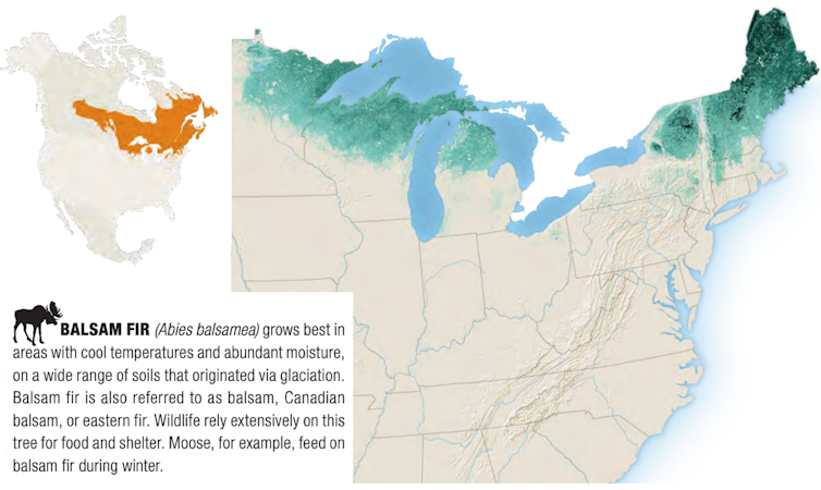 Mapas que muestran las zonas de cultivo de abeto balsámico.