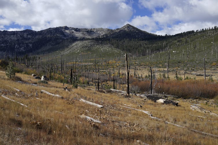 Un campo prácticamente vacío lleno de árboles muertos en pie y caídos con una montaña al fondo.